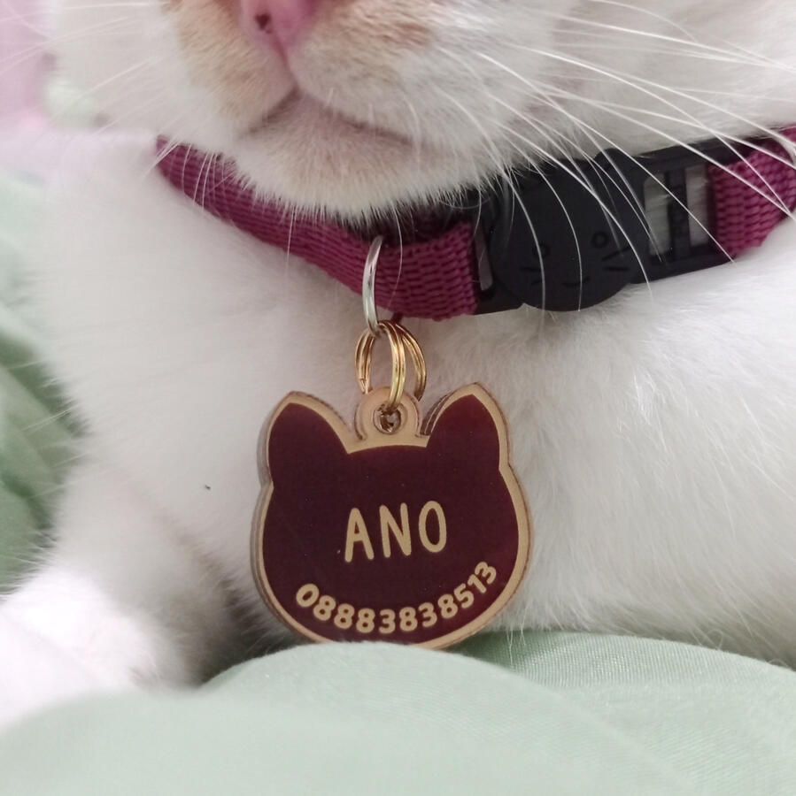 Custom Breakaway Collar (Close PO)